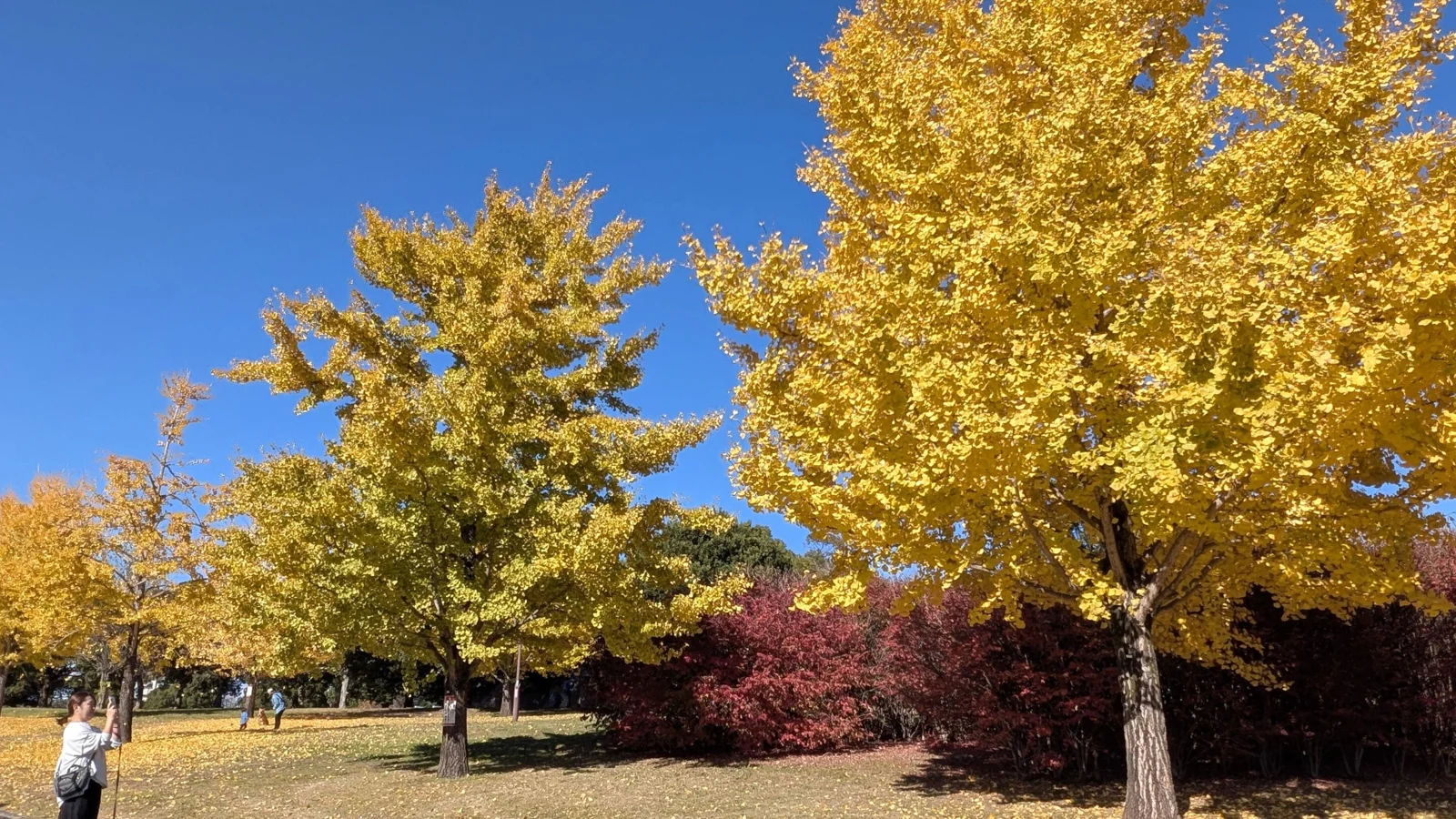 Golden ginkgo trees and red shrubs in Toneri Park.